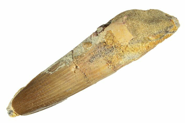 Bargain, Fossil Spinosaurus Tooth - Real Dinosaur Tooth #268197